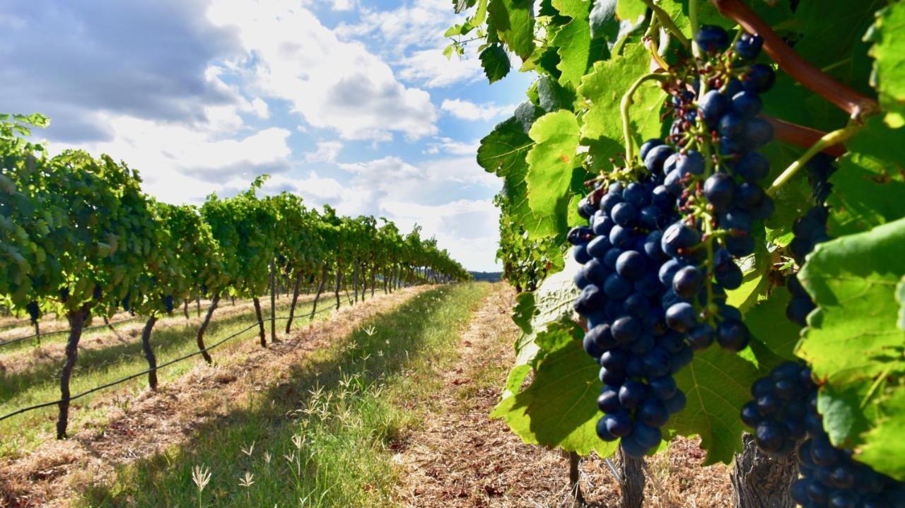Hanging Tree Wines Pokolbin Exterior photo